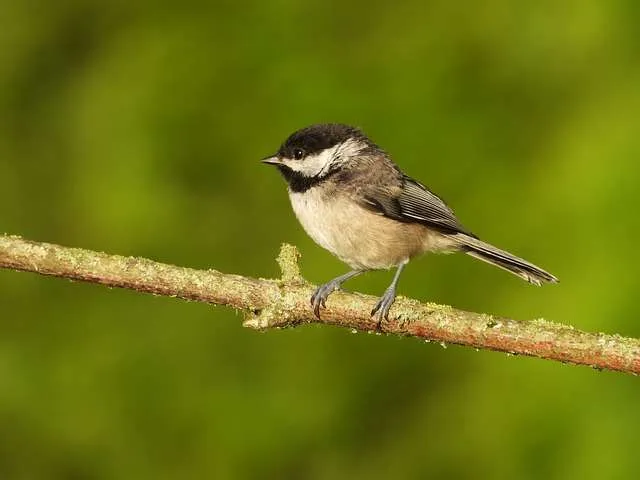 Black-capped Chickadee sitting on a branch
