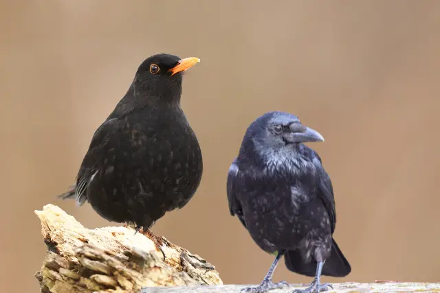 crow vs blackbird - featured image