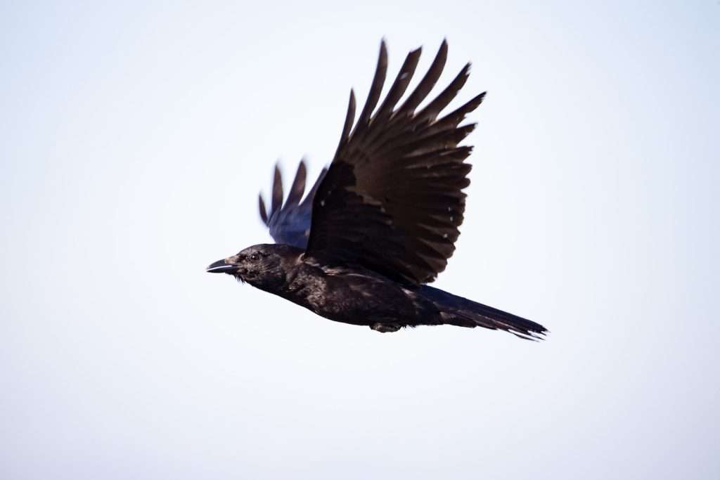 Crow in flight