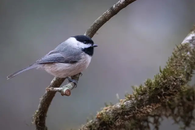 carolina chickadee