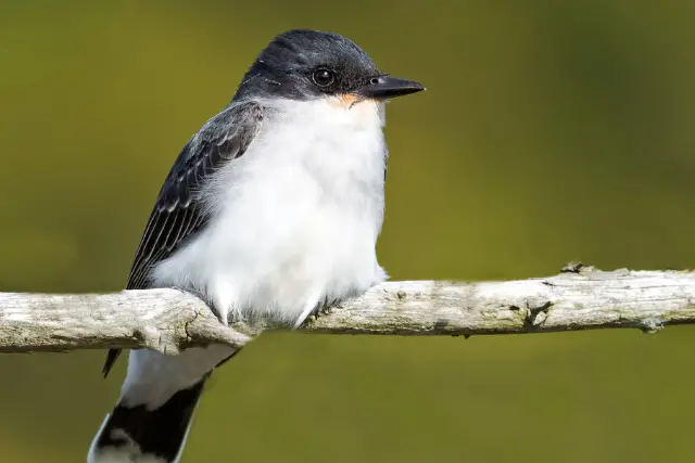 eastern kingbird - featured image