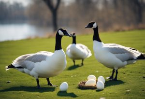 Mother geese and eggs - featured image