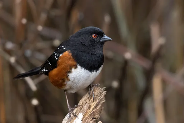 Spotted Towhee perched on a branch