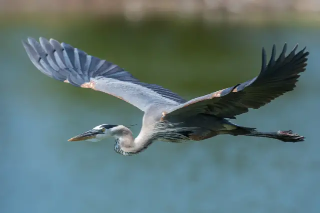 great blue heron