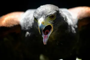 screeching hawk - featured image