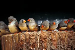 finches perched on a tree trunk - featured image