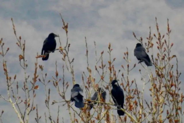 group of ravens - featured image