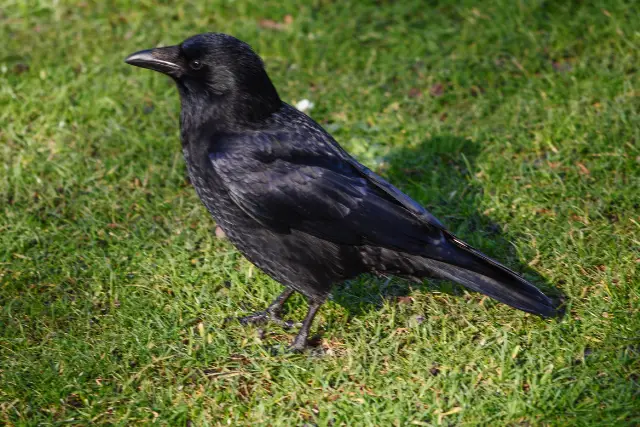 crow in grass