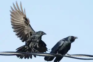 crows perched - feature image