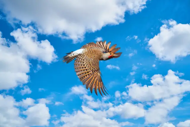 northern flicker migrating 