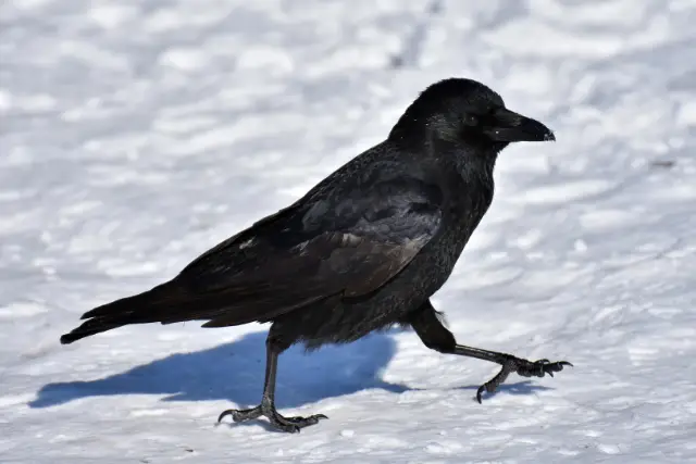 raven walking in snow