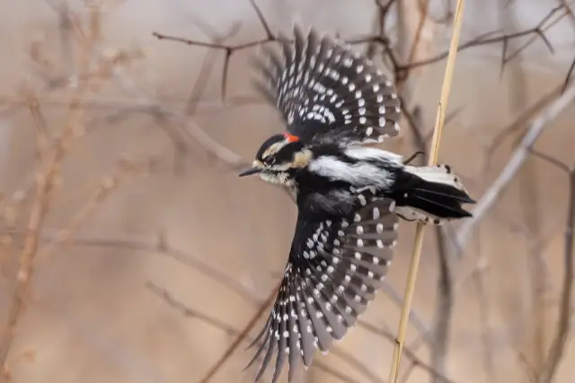 woodpecker in flight