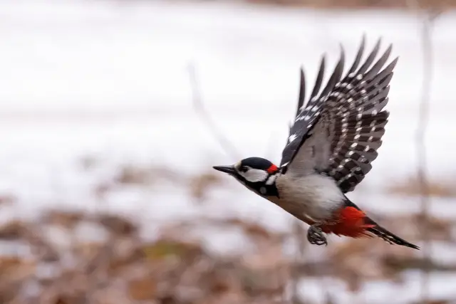 woodpecker in winter