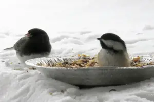 junco and chickadee - featured image