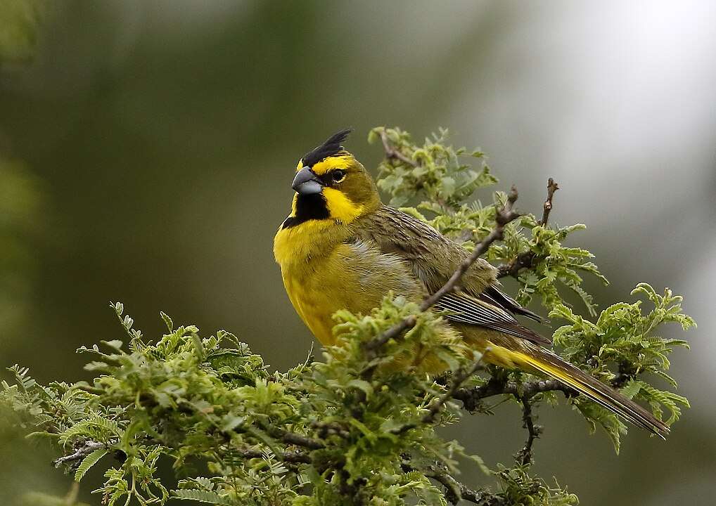 Yellow Cardinal sitting in a bush