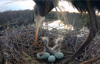 Great Blue Heron with eggs and hatchlings.