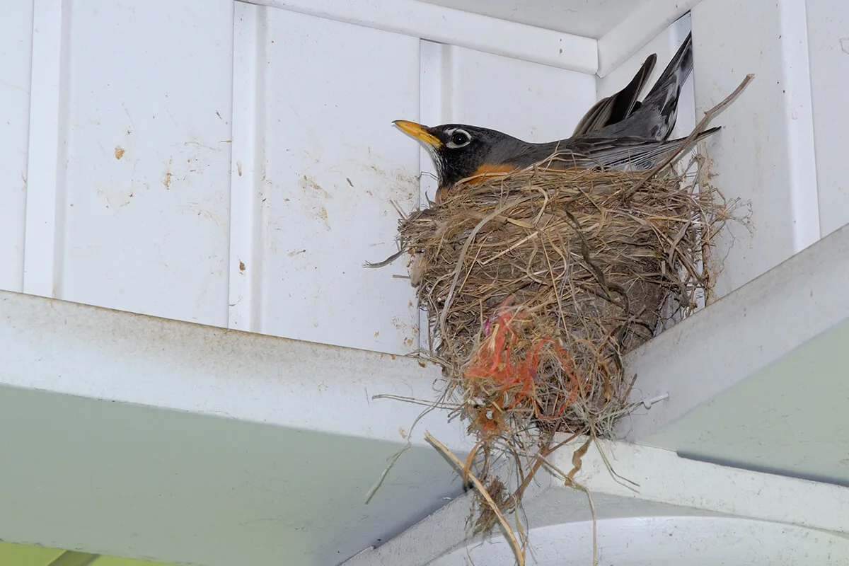 An American Robin sitting in a nest