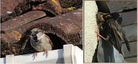 birds nesting in the eaves of a house