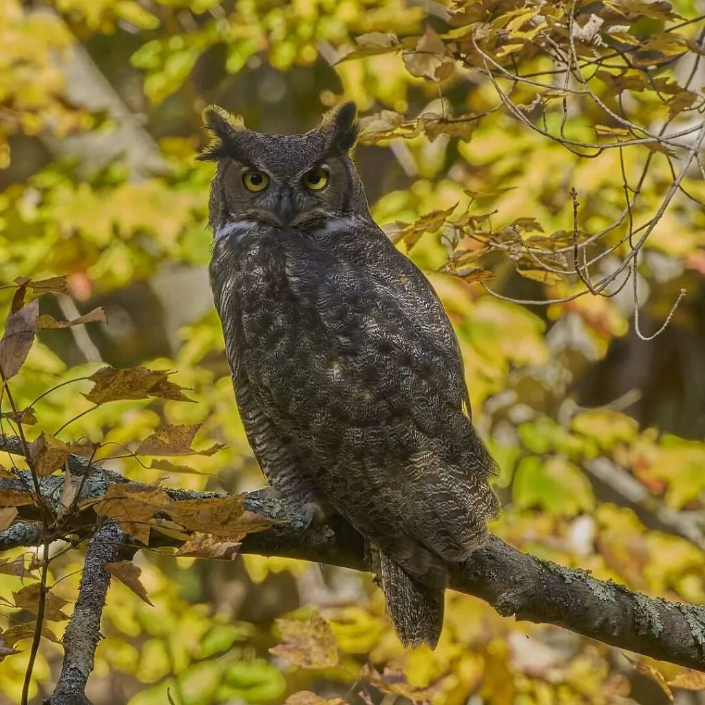 Great Horned Owl sitting amongst trees