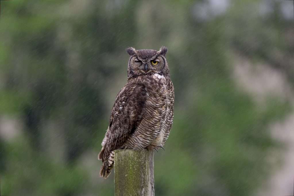 Great Horned Owl sitting on a post