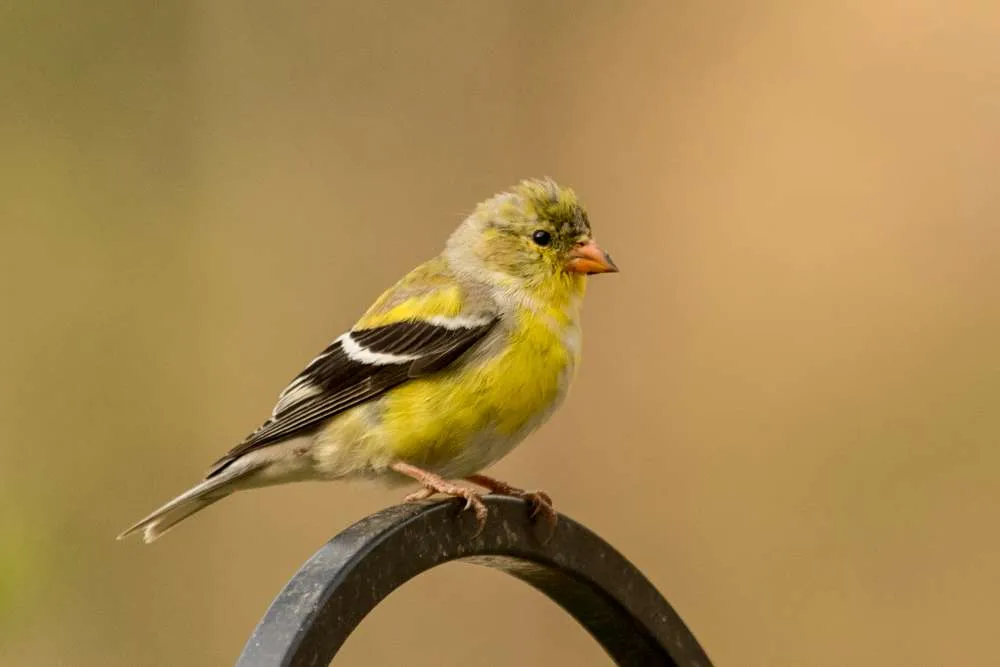 Female American Goldfinch sitting on a shepherd's hook