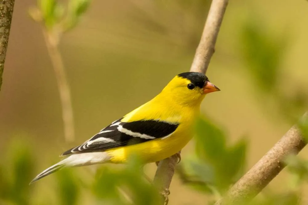 Male American Goldfinch sitting in foliage