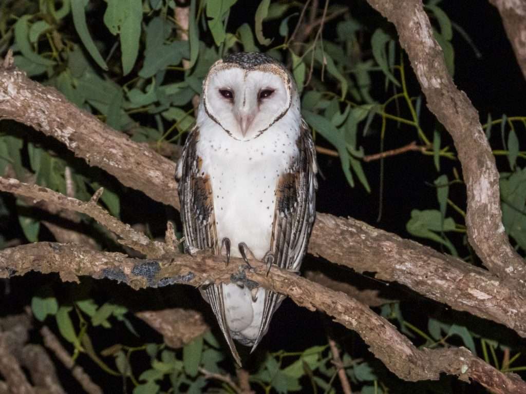 Barn Owl at night on a branch