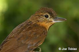 A difficult to find foliage-gleaner of Bolivia, this Recurvebill is resident of montane forests. The name comes from their bill which while doesn't look particularly odd, has an interesting adaptation to manipulate bamboo stems.