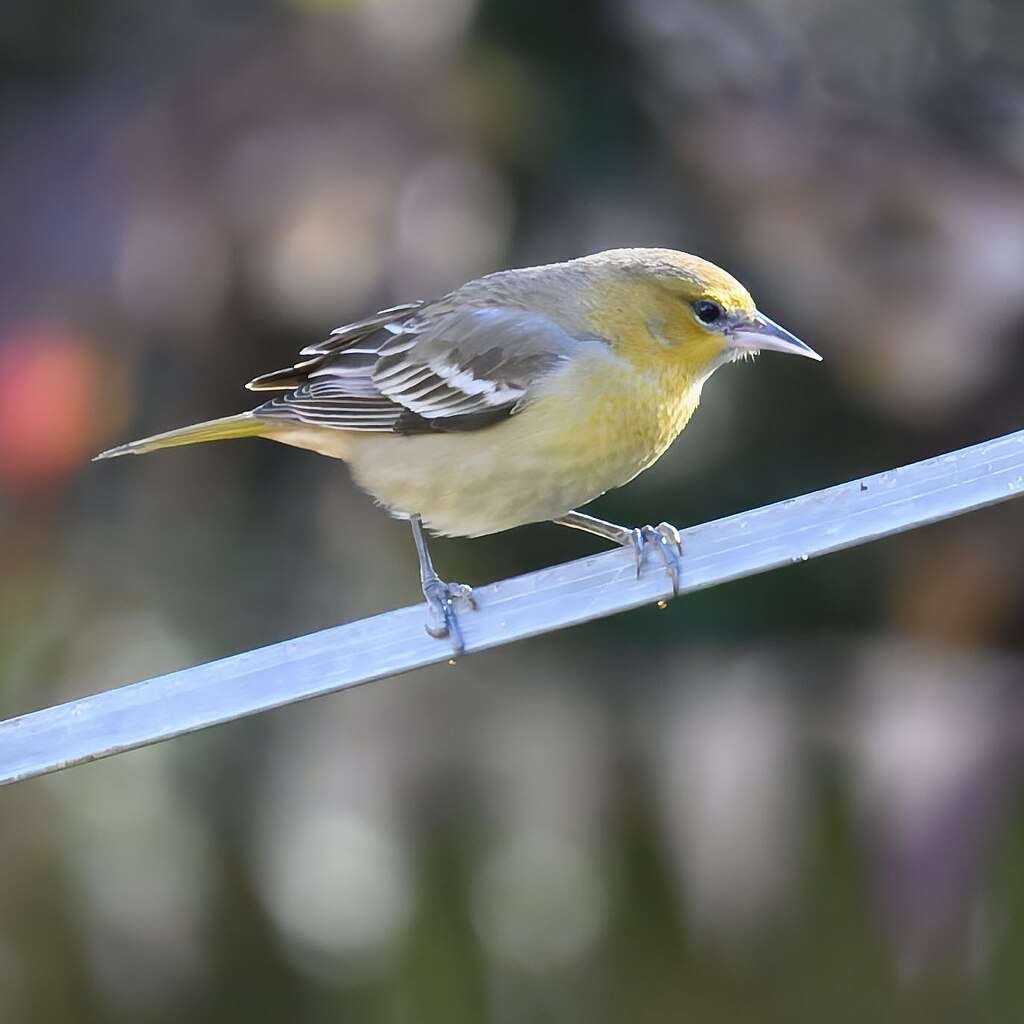 Bullock's Oriole sitting on a wire