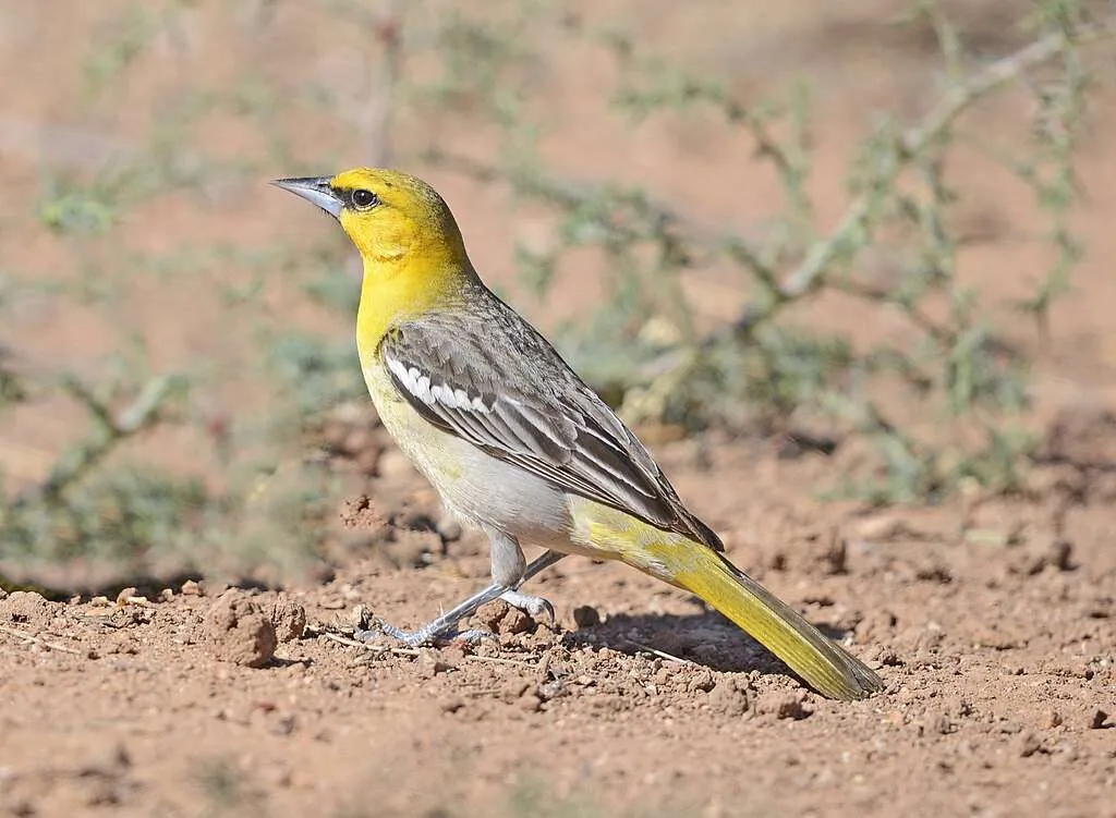 Bullock's Oriole standing on sandy ground