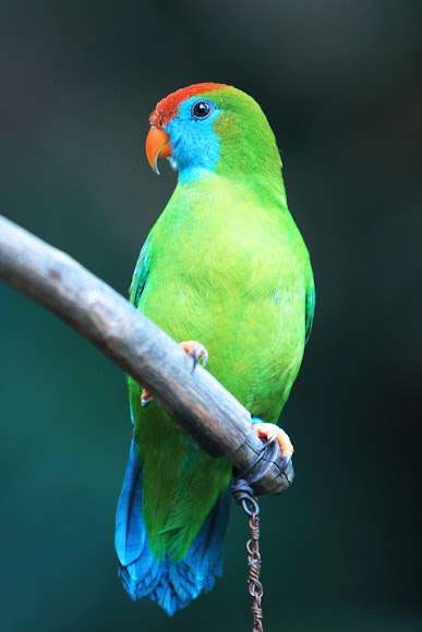 This unique bird is incredibly rare, only found on Camiguin Island in the Philippines. It is separated from the Philippine Hanging Parrot by the blue face. Hanging Parrots are named so for their ability to sleep upside down!