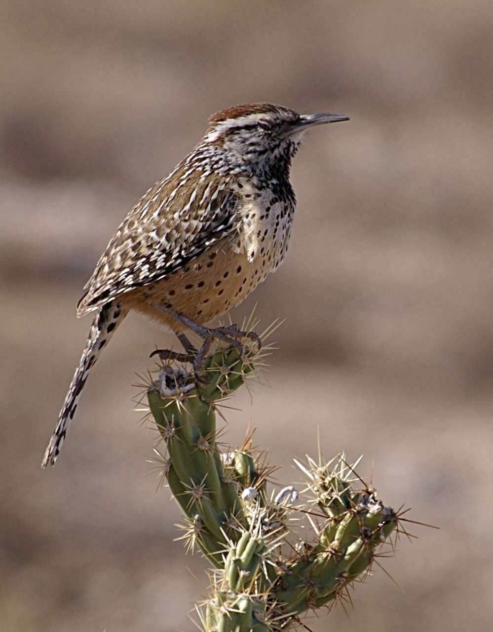 Cactus Wren sitting on a cactus