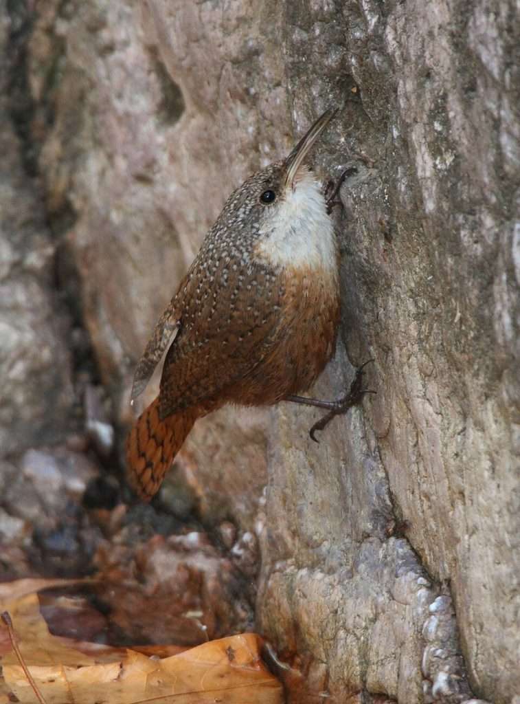 Canyon Wren clinging to a wall