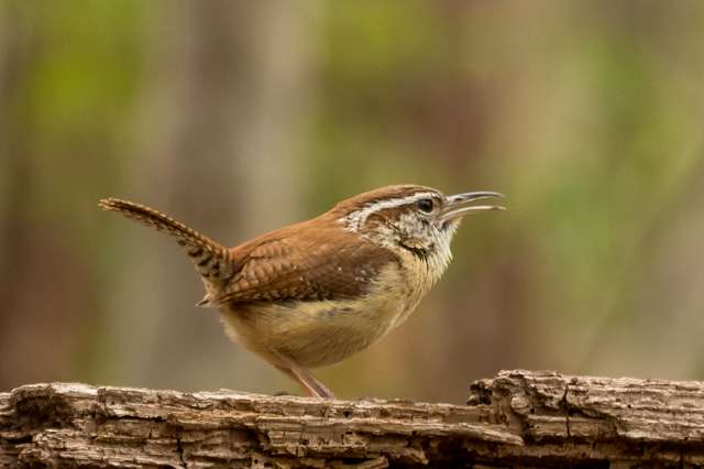 Carolina Wren singing