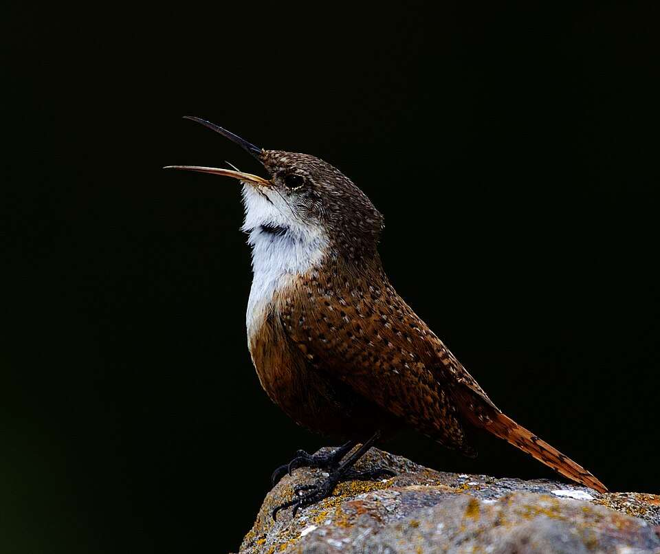Canyon Wren singing