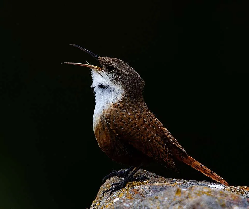 Canyon Wren singing