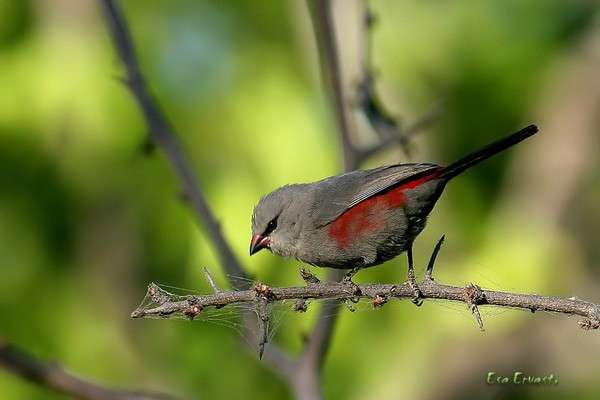 There is no record of why this pretty finch is named Cinderella. It is found in Angola and Namibia in woodlands and savannah.