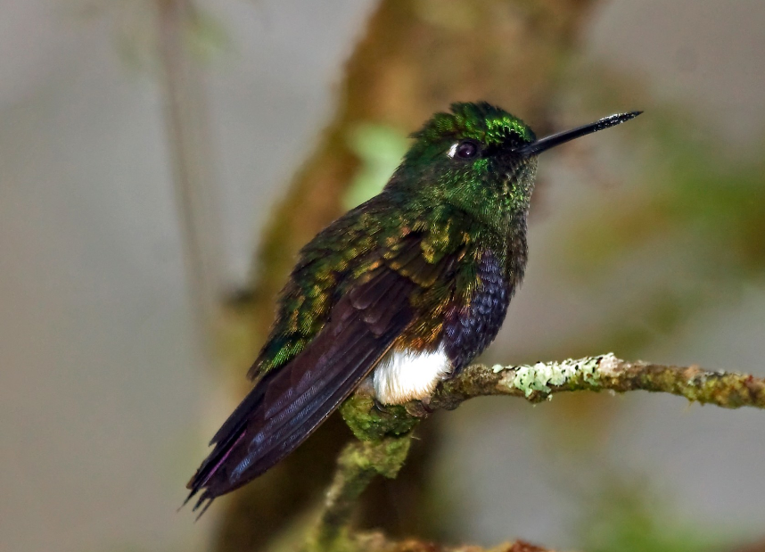 Photo of Colourful Puffleg - Eriocnemis mirabilis