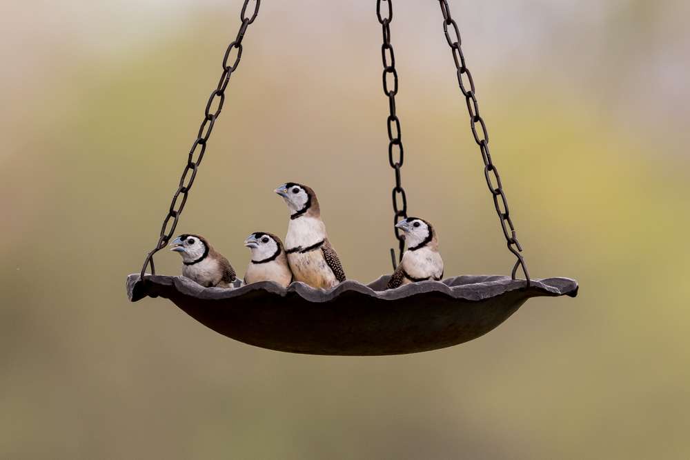 Double-barred Finches sitting in a bird feeder