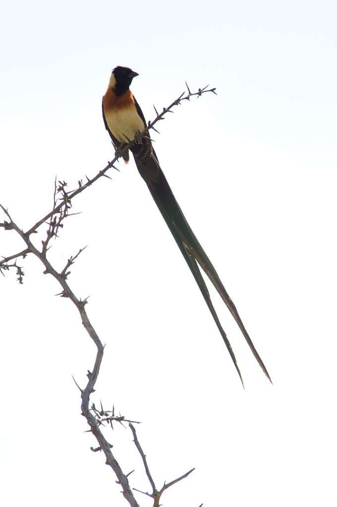 This is an extraordinary bird and worthy of a wild name. Found across central Africa, it prefers woodland and savannah. As the range map below shows, it is widespread but uncommon. It is a parasitic bird with the female being smaller and very plain. The male may be so flamboyant for distraction.