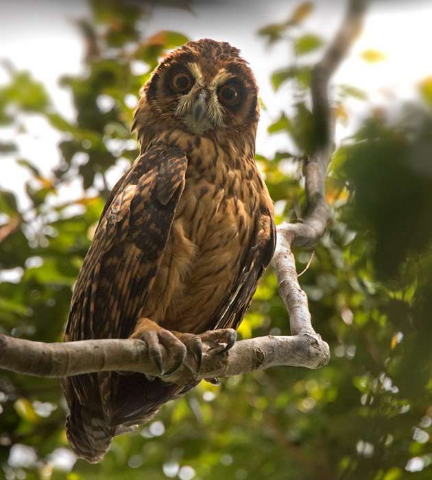 The Fearful Owl is reported in the Solomon Islands and Papua New Guinea where it hunts endemic possums. It is a large predator with brown and rufous coloring. It is possible that it gets its name because of its surprised look.