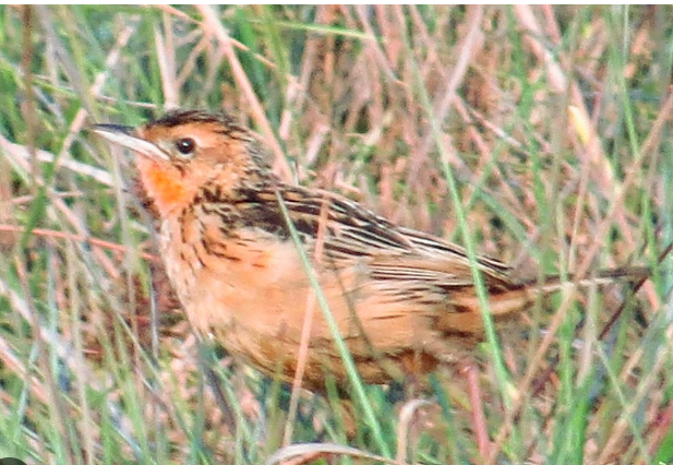 Sounding like something from a Harry Potter movie, the Grimwood's Longclaw is a pipit like bird found in Angola, DRC and Zambia. It has beautiful rufous tones with dark brown striations on the cap and back. There are other species of Longclaw and this bird was named after the African ornithologist Ellis Grimwood.