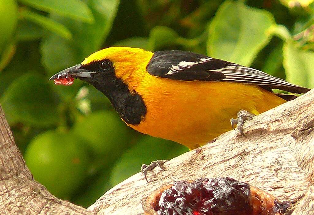 Hooded Oriole eating guava fruit