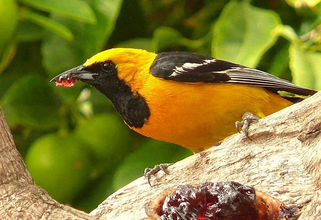 Hooded Oriole eating guava fruit