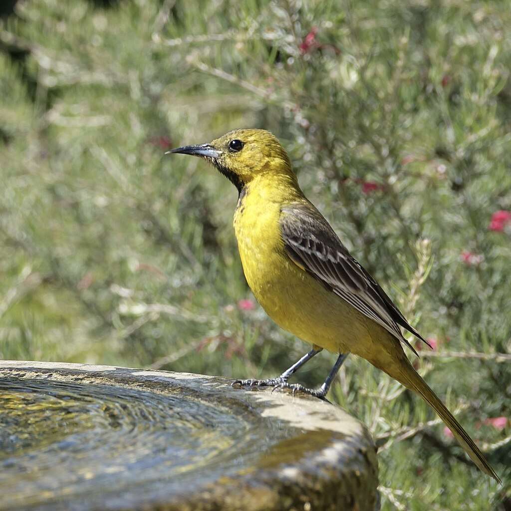 Hooded Oriole standing on the edge of a bath