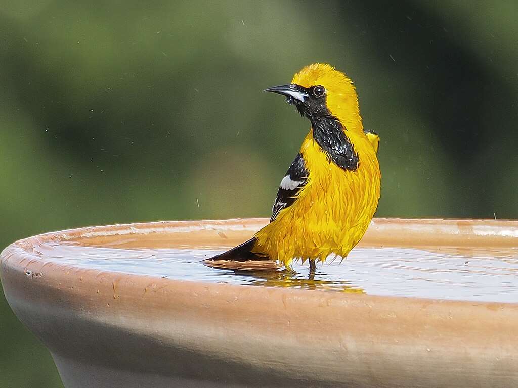 Hooded Oriole in sunshine enjoying a bath