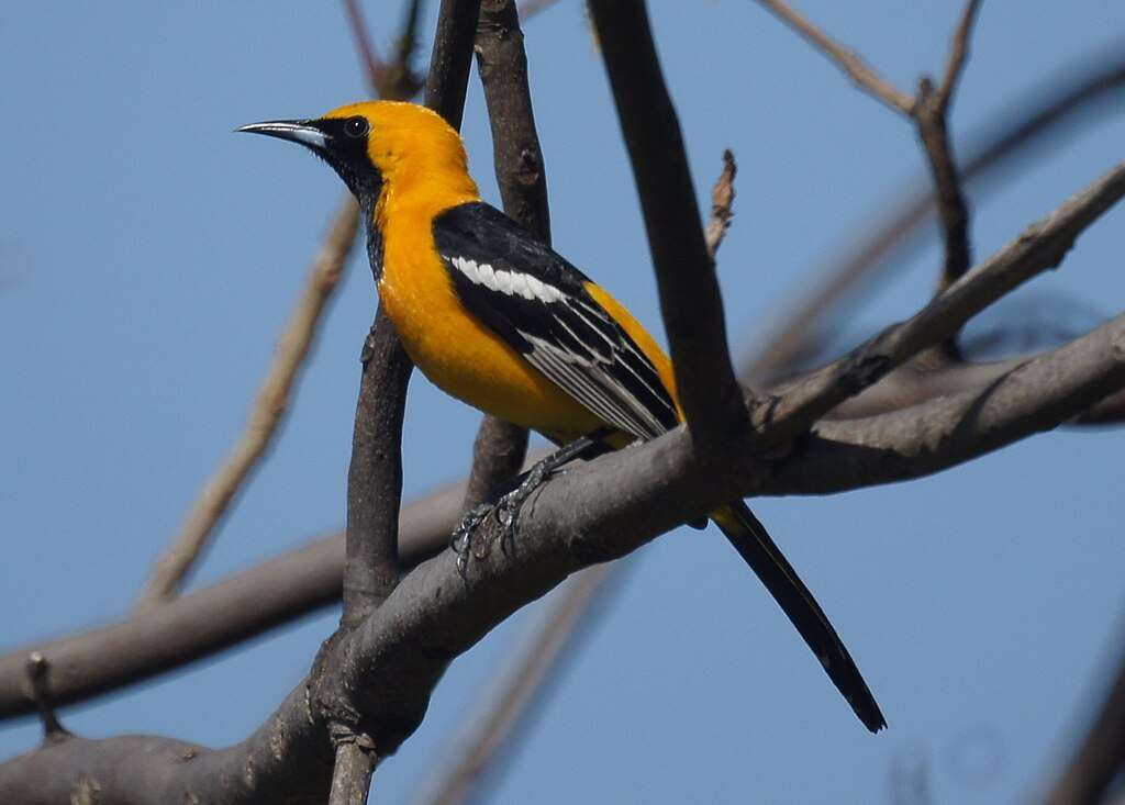 Hooded Oriole sitting in some branches