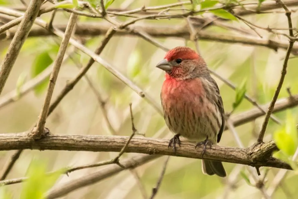 House Finch sitting alone on a branch
