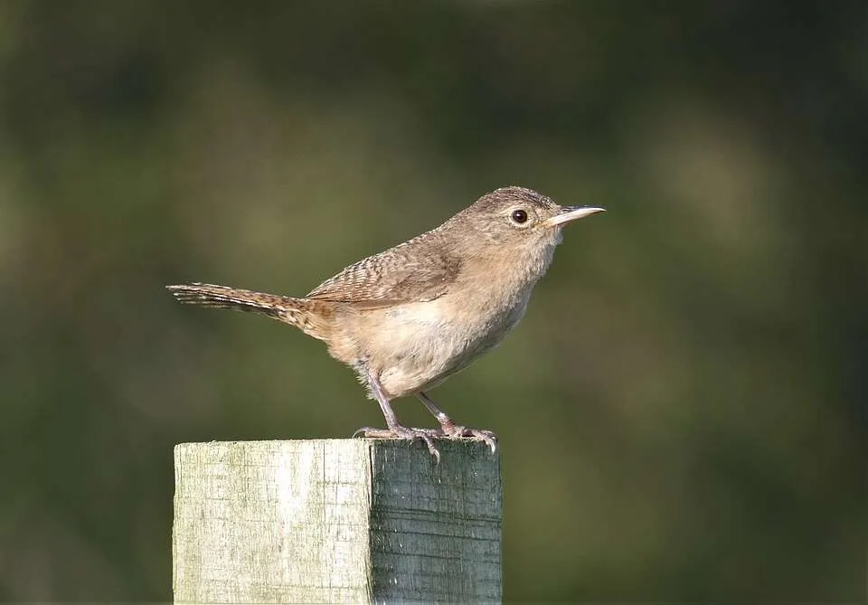 House Wren sitting on a post