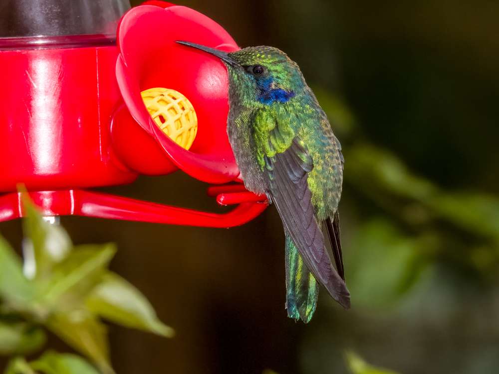 Lesser Violetear at a feeder